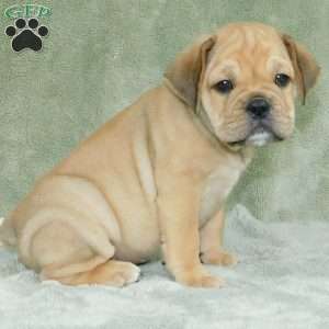 Brody, Miniature Bulldog Puppy